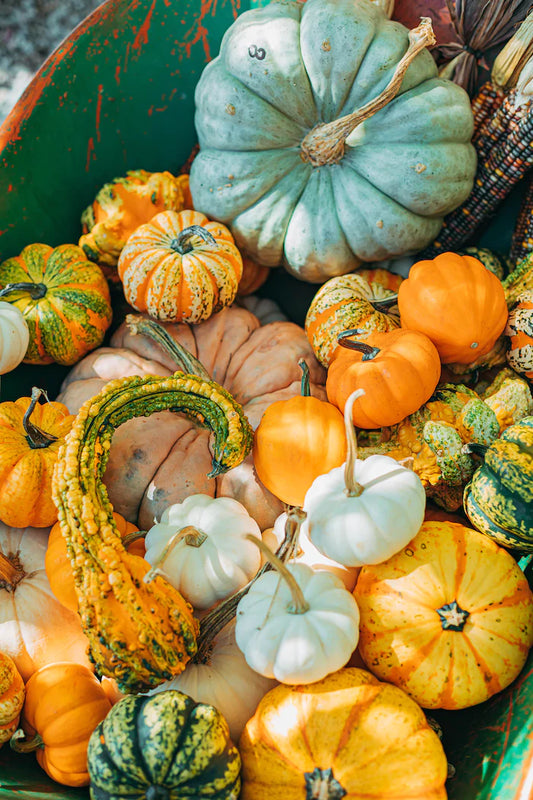 Harvesting Wellness: CBD and Fall Flavors