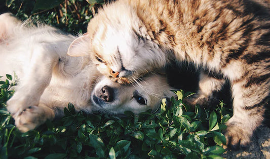 CBD for Pets: Understanding Its Potential Benefits and Safety